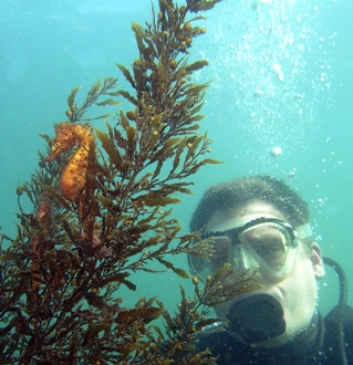 This photo of a scuba diver communing with a seahorse in Sydney Harbor, Australia was taken by Rick Hawkins of Penrith, Australia.